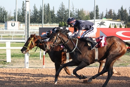 Çukurova Gazeteciler Cemiyeti Koşusu Kazananı My Catherine